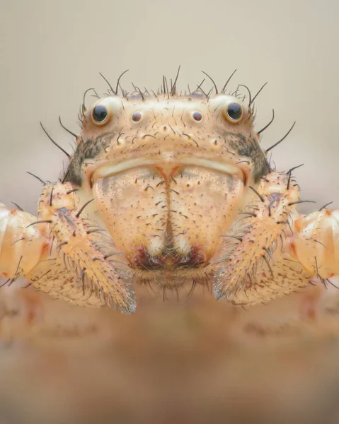 Symmetrical portrait of a pale brown Crab Spider against a brown background (Xysticus sp.)