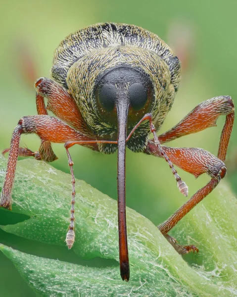 象鼻虫的画像 一种甲虫 有褐色鳞片 橙色的腿和长长的象鼻虫 站立在绿叶上 橡果象鼻虫 柯库里尼奥瞥一眼 — 图库照片