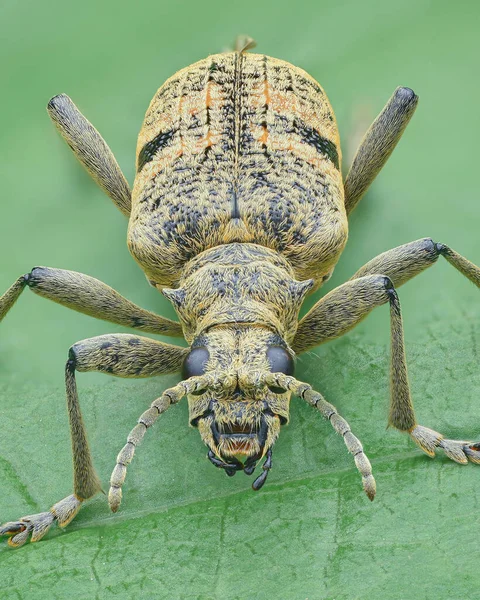 Portrait Longhorn Beetle Yellow Hairs Two Black Spots Standing Green — Stock Photo, Image