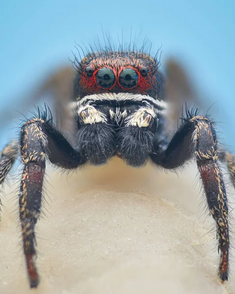 Portrait of a male jumping spider with a black head surrounded by a thin white band and red hair around the anterior eyes, set against a blue background (Pellenes tripunctatus)