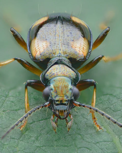绿色叶子上有四个淡黄色斑点的小 金属地面甲虫的对称特征 Bembidion Quadrimaculatum — 图库照片
