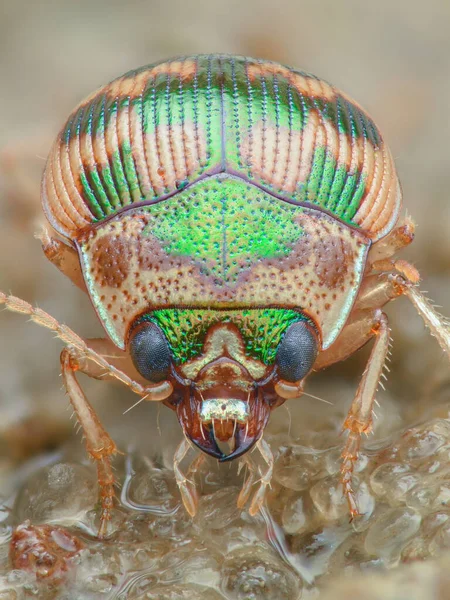 Retrato Escaravelho Arenoso Redondo Cor Verde Bege Sobre Areia Molhada — Fotografia de Stock