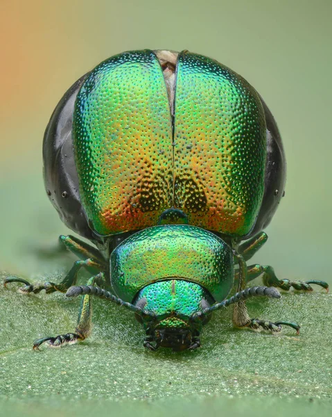 녹색과 오렌지 유연한 딱정벌레의 초상화 딱정벌레 Gastrophysa Viridula — 스톡 사진