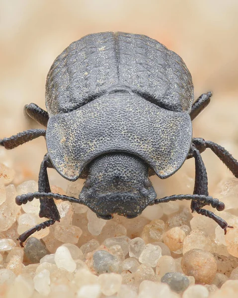 Portrait Darkling Beetle Grainy Black Surface Situated Some Sand Opatrum — Stock Photo, Image