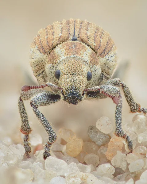 Porträt Eines Käfertyps Mit Dichten Sandfarbenen Schuppen Einem Dänischen Sandstrand — Stockfoto
