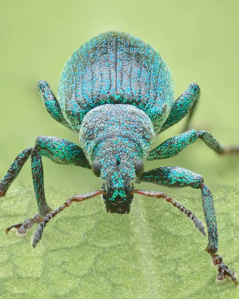 Portrait Weevil Group Beetles Bright Blue Scales Standing Orange Antennas — Stock Photo, Image