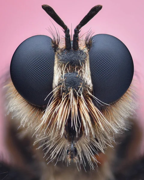 Retrato Simétrico Uma Bumblebee Robberfly Com Cabelos Brancos Seu Rosto — Fotografia de Stock