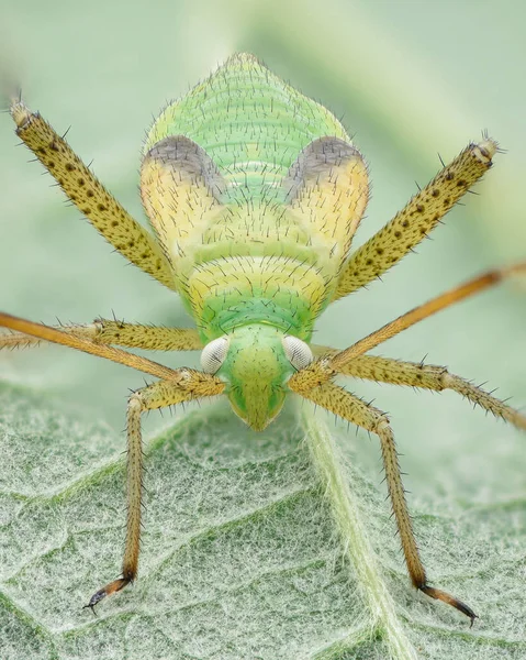 Symmetrical Portrait Hairy Green Yellow Plant Bug Nymph Black Dotted — Stock Photo, Image