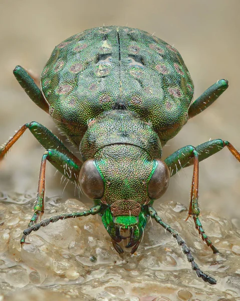 Helkroppsutsikt Över Marsh Ground Beetle Med Fint Strukturerad Grön Kropp — Stockfoto