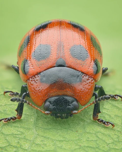 红叶甲虫的对称肖像 绿叶上有黑点 红叶虫 — 图库照片