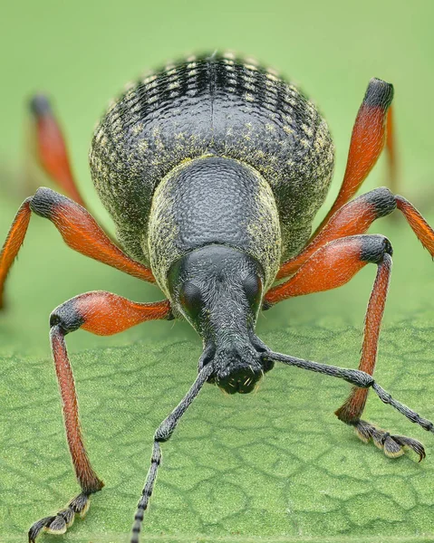 오렌지 다리와 노란색 먼지와 Weevil의 초상화 Otiorhynchus Coecus — 스톡 사진