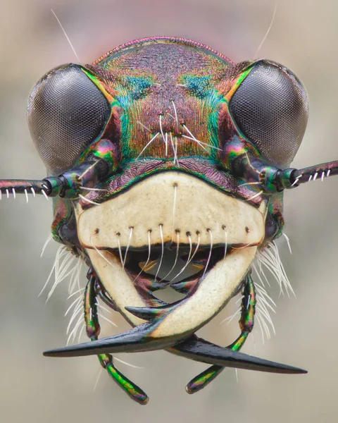 Symmetrisches Porträt Des Kopfes Eines Vom Hintergrund Isolierten Nördlichen Dünentigerkäfers — Stockfoto