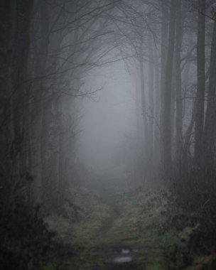 Ürkütücü, gizemli ıslak orman patikası ya da sonbaharda sisli havada yol.