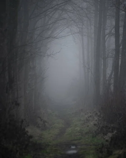 Spooky Mystery Wet Forest Footpath Trail Autumn Foggy Weather — Stock Photo, Image