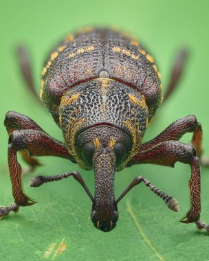 Sarı pullu kahverengi bir buğday bitinin portresi, yeşil arka plan (Büyük Çam Buğday bitleri, Hylobius abietis)