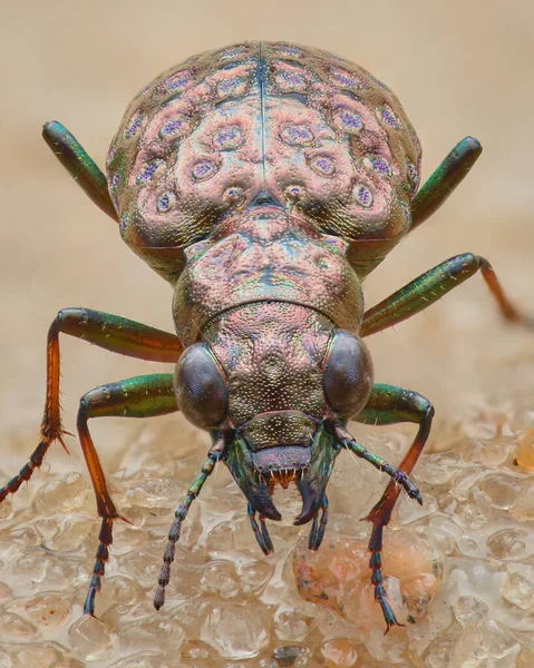 Retrato Escarabajo Tierra Pantano Con Cuerpo Color Cobre Patas Verdes —  Fotos de Stock