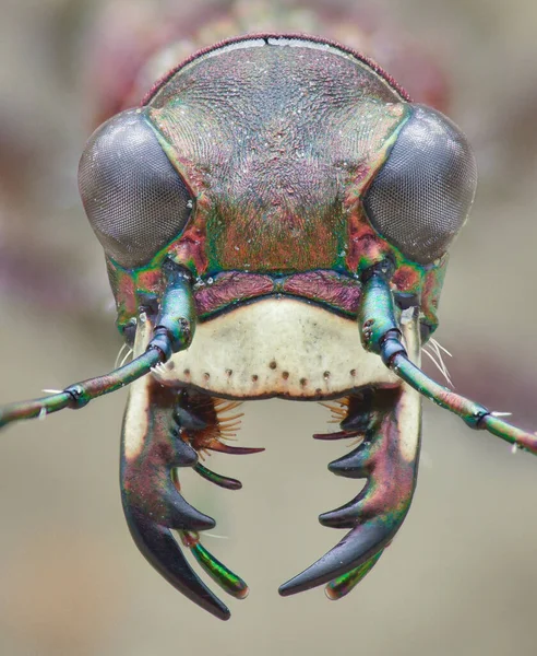 Symmetrical Portrait Head Northern Dune Tiger Beetle Open Mandibles Isolated — Stock Photo, Image