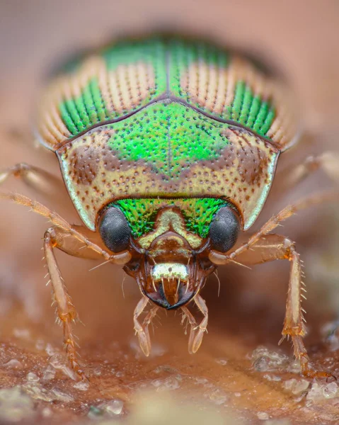 Retrato Escaravelho Arenoso Redondo Cor Verde Bege Besouro Com Botão — Fotografia de Stock