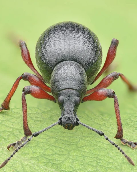 가벼운 가늠자와 Otiorhynchus Clavipes와 Weevil의 초상화 — 스톡 사진