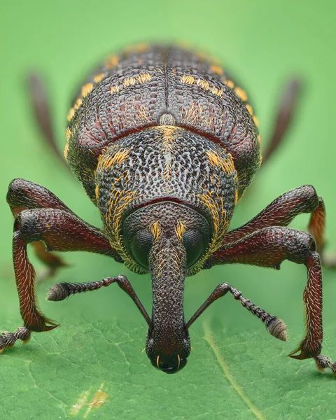 가늠자 배경을 Weevil의 초상화 소나무 Weevil Hylobius 베트남 — 스톡 사진