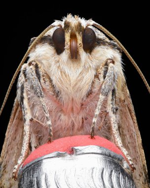 Kırmızı bir silgi ucu kalem üzerinde duran kahverengi çizgili beyaz bir baykuş güvesinin portresi, siyah arkaplan (Noctuidae)