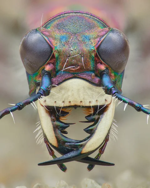 Symmetrisches Porträt Des Kopfes Eines Vom Hintergrund Isolierten Nördlichen Dünentigerkäfers — Stockfoto
