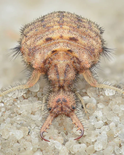 Vista Completa Simétrica Una Larva Antlion Alas Moteadas Con Grandes —  Fotos de Stock