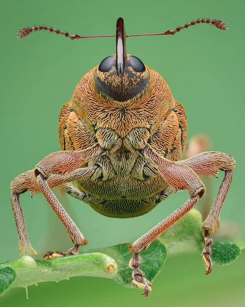 Symetrický Portrét Weevila Hnědými Šupinami Dlouhým Proboscisem Zeleném Listě Zelené — Stock fotografie