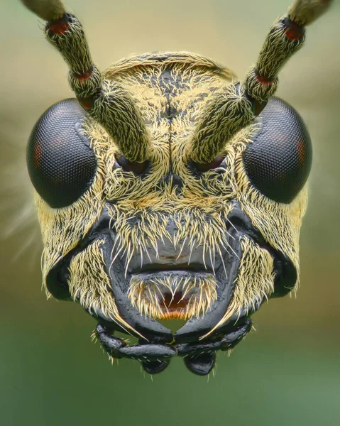 Retrato Cabeza Escarabajo Longhorn Manchado Negro Con Pelos Amarillos Rhagium — Foto de Stock