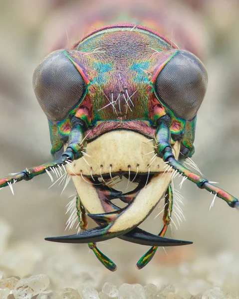 Kuzey Kum Böceği Kafasının Simetrik Portresi Arka Plandan Izole Edilmiştir — Stok fotoğraf