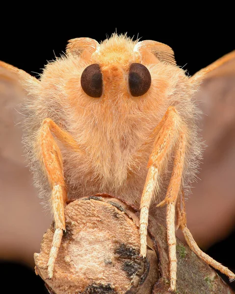 Portré Egy Bézszínű Dusky Thorn Moth Nélkül Proboscis Egy Bottal — Stock Fotó