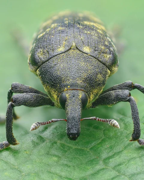 Portrét Černého Hmyzu Žlutým Prachem Zelené Pozadí Larinus Turbinatus — Stock fotografie