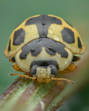 Siyah ve sarı bir dişi böceğin portresi veya sabah çiğ taneli dişi böcek, yeşil arka plan (14 benekli uğur böceği, Propylea quatuordecunctata)