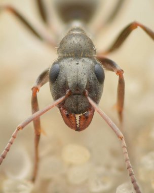 Gri bir karınca başı portresi, alt çenesini gösterir (Formicidae)