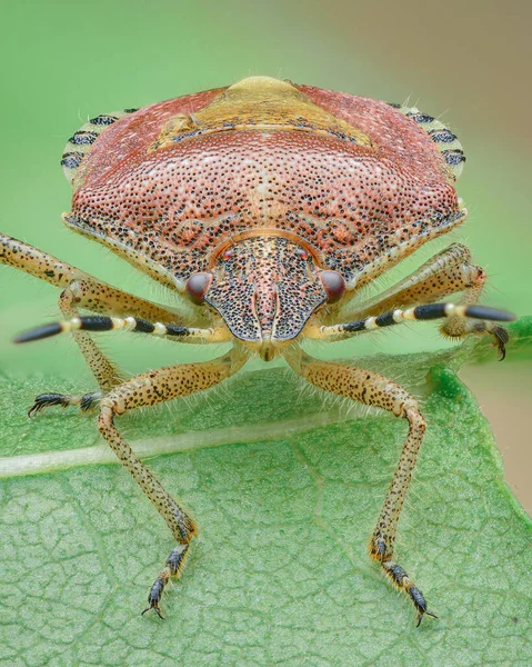 Retrato Bug Peludo Escudo Vermelho Com Manchas Pretas Listras Pernas — Fotografia de Stock