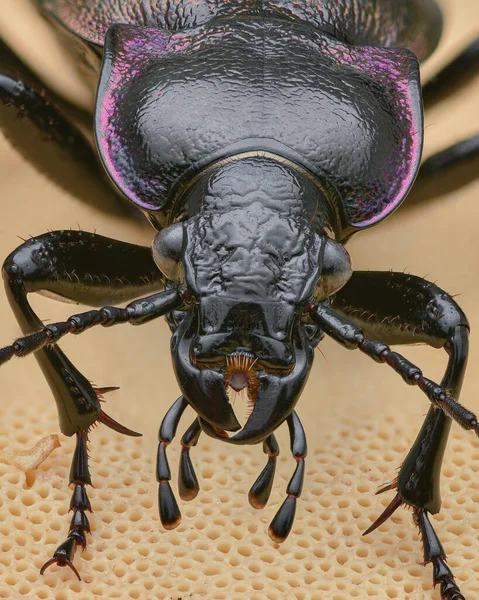 Bronz Zemin Böceği Portresi Bir Mantarın Üzerinde Duran Pronotum Üzerinde — Stok fotoğraf