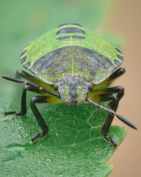 Retrato Uma Ninfa Green Shield Bug Com Orvalho Manhã Palomena — Fotografia de Stock