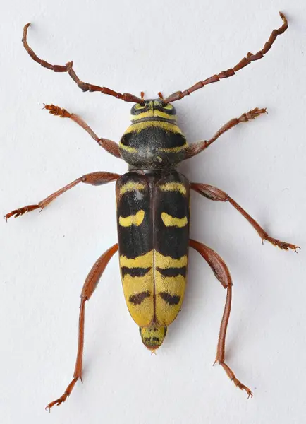 Rückenansicht Eines Schwarz Gelben Borkenkäfers Der Eine Wespe Imitiert Weißer — Stockfoto