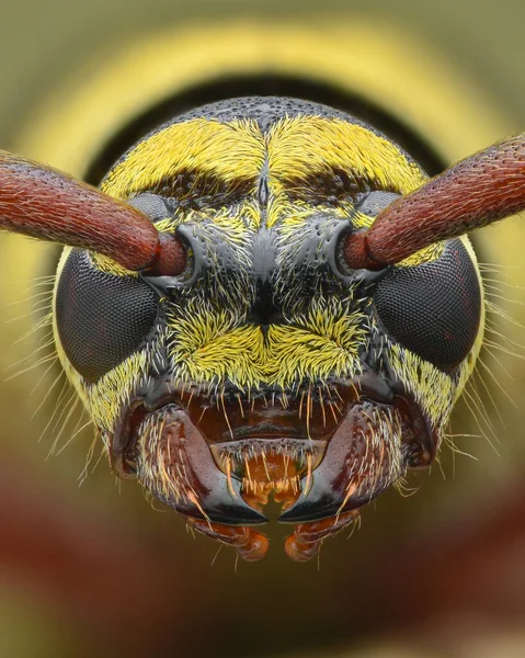 Retrato Cabeza Escarabajo Longhorn Negro Amarillo Imitando Una Avispa Aislado — Foto de Stock