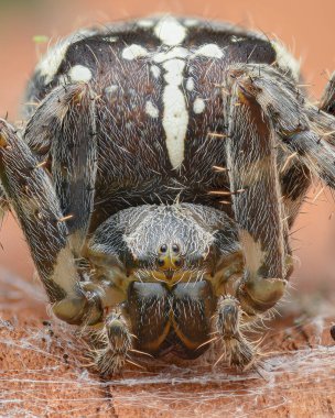 Büyük kahverengi dişi bir Orb Weaver örümceğinin portresi, kabuk üzerinde (Çapraz Örümcek veya Bahçe Örümceği veya Çapraz Orbweaver, Araneus diadematus)