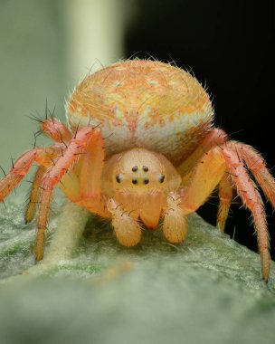 Portakal rengi genç bir salatalık örümceği portresi, siyah arkaplan (Araniella sp.)