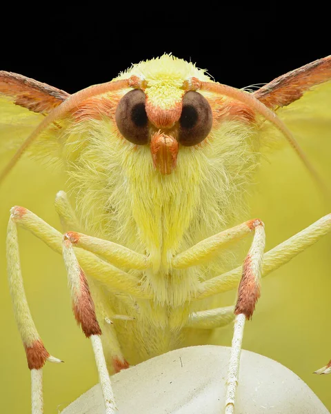 黄褐色白石蛾的对称肖像 白色橡皮擦尖铅笔 黑色背景 — 图库照片