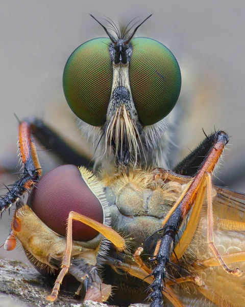 Retrato Búho Común Robberfly Con Ojos Verdes Neoitamus Cyanurus Alimentándose —  Fotos de Stock