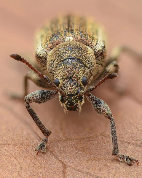 Ritratto Weevil Con Squame Brune Ramate Strisce Common Leaf Weevil — Foto Stock