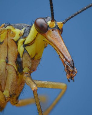 Kafasında gaga benzeri bir projeksiyon olan sarı akrep sineğinin profil görüntüsü, mavi arka plan (Panorpa sp.)