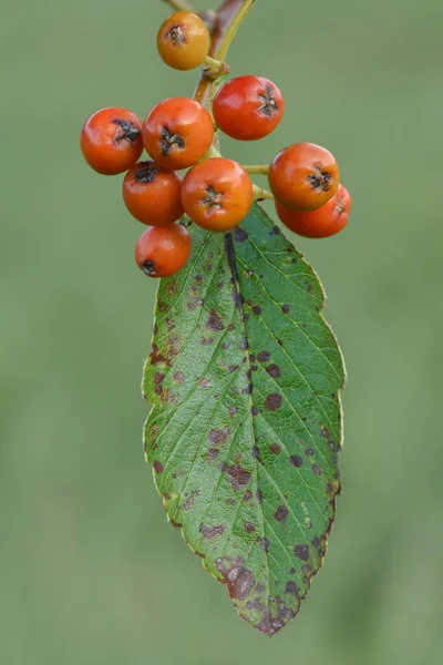 Detailní Záběr Pomerančových Bobulí Zeleného Listu Pohoří Rowan Sorbus Zelené — Stock fotografie