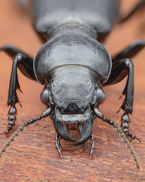 Portrait of a black and shiny Ground Beetle, standing on bark (Broscus cephalotes)