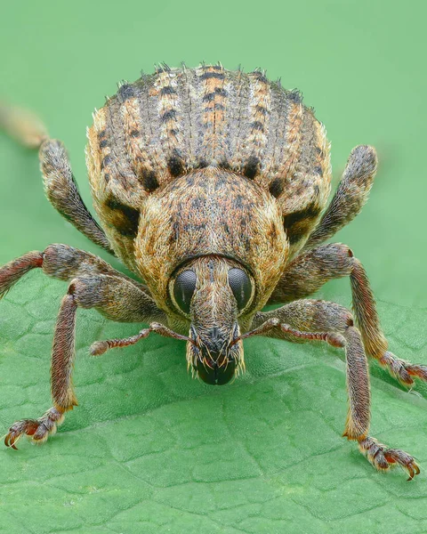 Porträt Eines Braunen Rüsselkäfers Mit Streifen Auf Flügeldecken Grüner Hintergrund — Stockfoto