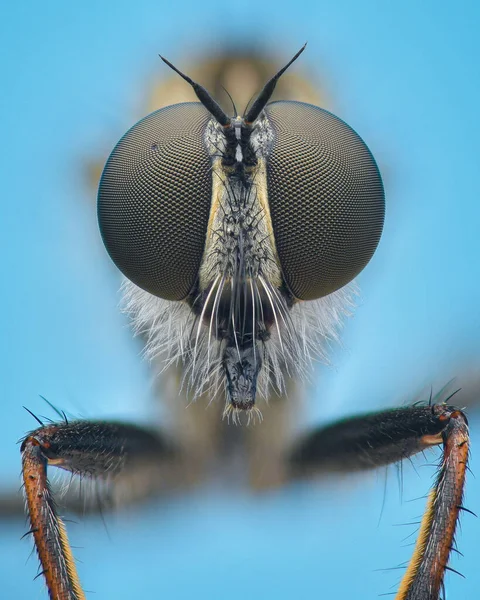 Symmetrical Portrait Kite Tailed Robberfly Large Compound Eyes Blue Background — Stock Photo, Image