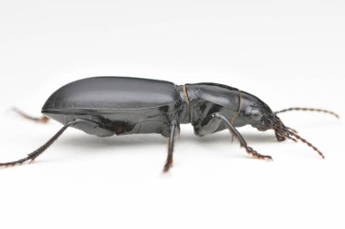 Kabuğun üzerinde duran siyah ve parlak bir Böceğin yan görüntüsü (Broscus cephalotes)